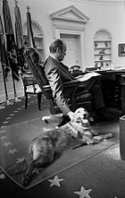 Un homme est représenté par derrière, assis dans un fauteuil en cuir à un bureau en bois ornée dans le Bureau ovale. Sa main droite est atteint à l'étage de caresser un grand golden retriever, portant à ses pieds.