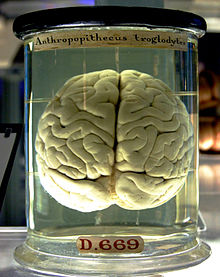 Un cerveau flottant dans un bocal en verre remplie de liquide. Jaunissement des étiquettes manuscrites sur le pot donner à l'objet un aspect antique.