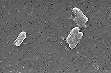Cinq corps de cylindre comme sur une surface plane: quatre dans un groupe et une séparée.