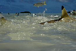 Beaucoup de nageoires dorsales pointes noires visibles au-dessus de l'eau barattage, et un petit poisson mi-saut au centre supérieure