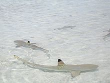 Une étendue d'eau claire et de sable blanc, et plusieurs requins nager avec leurs nageoires dorsales pointes noires saillantes dessus de l'eau