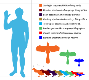 Archaeopteryx tailles comprises entre environ 25 et 50 cm de long et entre 25 et 60 cm en envergure