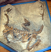 Photographie du squelette de dinosaure en vue dorsale. Il est en partie intégré dans la roche, de sorte que tous les os sont dans la position qu'ils ont été trouvés dans. L'animal repose sur le ventre, le cou et la queue incurvée de sorte que la forme globale est presque un U, avec les membres pliées et largement répandus, tandis que son bras droit est enterré sous le tronc et le bras gauche se étend vers l'extérieur. Le bras inférieur gauche ne peut pas être vu, car il pointe vers le bas dans le sédiment. La cage thoracique est partiellement déchiré, les côtes et les côtes gastraux sont dispersés, mais le squelette est intact. La queue présente un écart où les os ont été détruits lors de la découverte.
