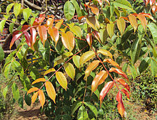 Un petit arbre feuillu