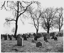 Cimetière rempli de nombreuses petites pierres tombales avec des inscriptions simples, simples et deux grands arbres nus.