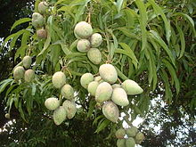 Fruits oblongs blanches sur un fond d'une grande mince, mais beaucoup plus longues feuilles