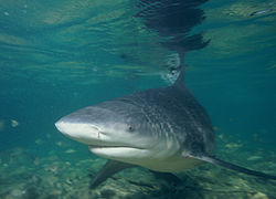 Photo de requin taureau en eau peu profonde