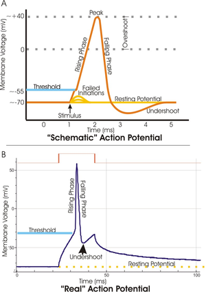 Deux parcelles du potentiel de membrane (mesuré en mV) en fonction du temps (en ms). Top: Terrain idéalisé où le potentiel de membrane commence à -70 mV au temps zéro. Un stimulus est appliqué au temps = 1 ms, ce qui augmente le potentiel de membrane au-dessus de -55 mV (le potentiel de seuil). Après le stimulus est appliqué, le potentiel de membrane se élève rapidement à un potentiel de pic de 40 mV au temps = 2 ms. Tout aussi rapidement, le potentiel tombe alors et les dépassements de -90 mV au temps = 3 ms, et finalement le potentiel de repos de -70 mV est rétablie au temps = 5 ms. En bas: un terrain d'un potentiel d'action déterminée expérimentalement qui est très similaire en apparence à l'intrigue idéalisée, sauf que le pic est beaucoup plus nette et la baisse initiale est de -50 mV à -30 mV augmenter avant de retomber au potentiel de repos de -70 mV.