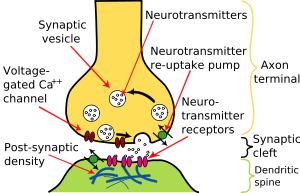 Les axones pré- et post-synaptiques sont séparés par une courte distance connue comme la fente synaptique. Neurotransmetteur libéré par des axones pré-synaptiques diffuser à travers la clé synaptique pour se lier à et canaux ioniques ouverts dans axones post-synaptiques.