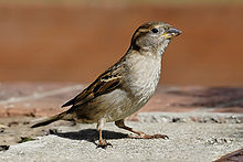 petit oiseau withpale ventre et de la poitrine et de l'aile à motifs et la tête se dresse sur le béton