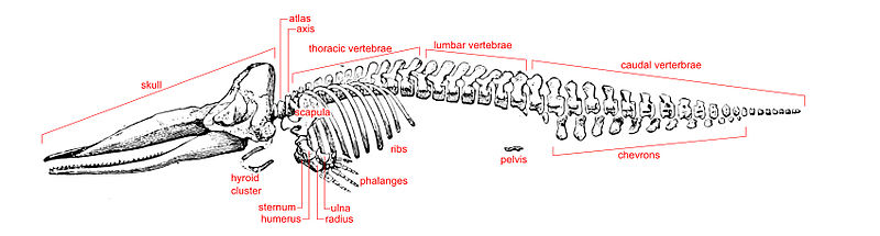 Cachalot squelette labelled.jpg