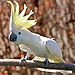 Cacatua galerita -perching sur la branche -crest-8a-2c.jpg