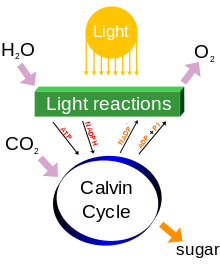 Un diagramme de processus de photosynthèse, y compris ceux de l'eau et du dioxyde de carbone, l'illumination et la libération de l'oxygène. Réactions produire de l'ATP et le NADPH dans un cycle de Calvin avec un sucre en tant que sous produit.