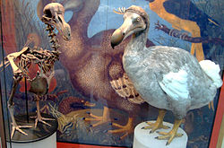 Squelette et le modèle d'un Dodo