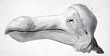 Croquis de la tête Dodo séché à Oxford Musée