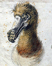 Peinture d'une tête Dodo de la poitrine et jusqu'à