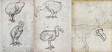 Plusieurs pages d'un journal contenant des croquis de Dodos vivants et morts