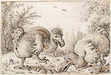 Croquis de trois Dodos, deux au premier plan, une dans la distance