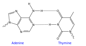 À la base de l'ADN pair.svg