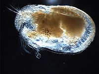 Une coquille sculptée translucide cache un petit animal. Certains de ses appendices se étendent au-delà de la coquille.