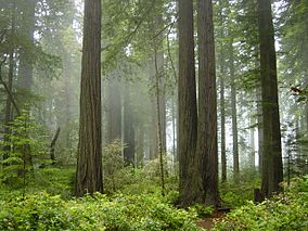 Brouillard dans la forêt.
