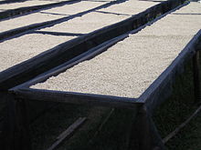 Photographie de quatre séchoirs contenant blanc grains de café non torréfiées de couleur