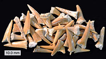 Photo de dizaines de dents fossilisées jaunâtres, les dents sont de différentes tailles et sont répartis de façon aléatoire sur une surface noir mat.