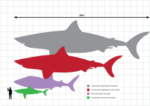 Dessin tailles comparaison de Megalodon, le grand requin blanc et un homme, Megalodon est 18m de long et grande 6m blanc.