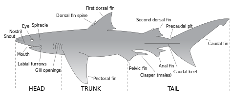 Dessin d'un étiquetage de requin principales caractéristiques anatomiques, y compris la bouche, museau, narine, oeil, spiracle, épine dorsale nageoire, quille caudale, ptérygopode, sillons labiaux, ouvertures maillants, fossette précaudale et les nageoires: première et seconde dorsale, anale, pectoral, caudale et pelvienne