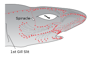 Dessin de la tête de requin.