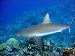 Photo de requin à longues nageoires, natation