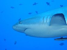 Dessin de la tête, la bouche, les branchies et nageoire pectorale de requin établie par le bas avec beaucoup de petits poissons en arrière-plan