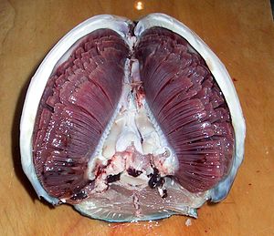 Photo de tête de poisson coupé en deux longitudinalement avec des filaments de branchies traversant de haut en bas