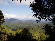 Une vue sur le dessus de la forêt tropicale Taman Negara