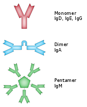Certains anticorps forment des complexes qui se lient à de multiples molécules d'antigène.