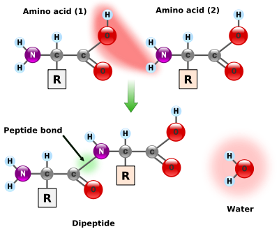 Deux acides aminés sont montrées à côté de l'autre. On perd un atome d'hydrogène et l'oxygène à partir de son groupe carboxyle (COOH) et l'autre un atome d'hydrogène perd de son groupe amino (NH2). Cette réaction produit une molécule d'eau (H2O) et deux acides aminés joints par une liaison peptidique (-CO-NH-). Les deux acides aminés joints sont appelés un dipeptide.