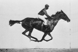 Film montrant un cheval marche.