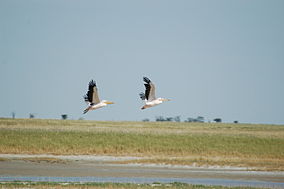 Pélicans dans le refuge d'oiseaux Nala