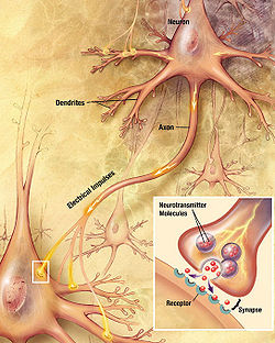 dessin montrant un neurone avec une fibre émane étiqueté