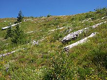 Herbe, morts arbres tombés et des gommages