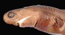 vue de côté de la tête d'un requin conservé