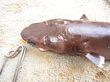 vue dorsale de la partie avant d'un petit requin
