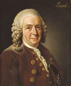 Portrait de Linné sur un fond brun avec le mot