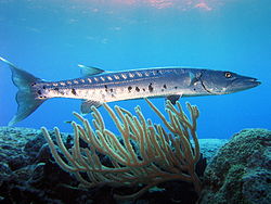 Photo de Baracuda de corail piscine ci-dessus corail