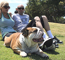 Couple assis sur la pelouse avec un animal de compagnie British Bulldog