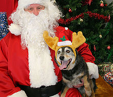 Un chien de bétail australien en bois de renne assise sur les genoux du Père Noël