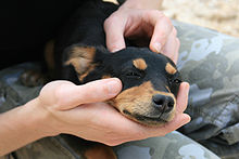 Petit chien pose entre les mains