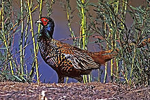 Photo d'un oiseau