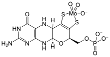Une structure de squelette de molybdoptérine avec un seul atome de molybdène lié à la fois des groupes thiolates
