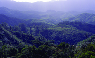 Collines couvertes de bleus verts denses forêts tropicales